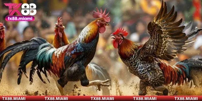 Đá gà Campuchia loại hình giải trí truyền thống nhưng không kém phần kịch tính 