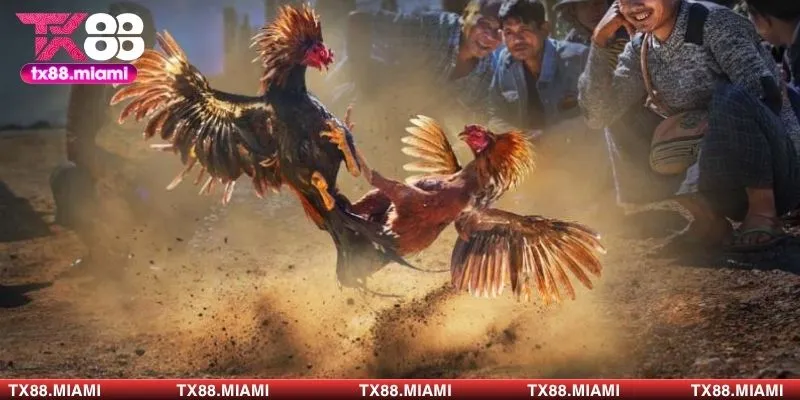 Mẹo cược hiệu quả, nhanh về tiền anh em có thể tham khảo 